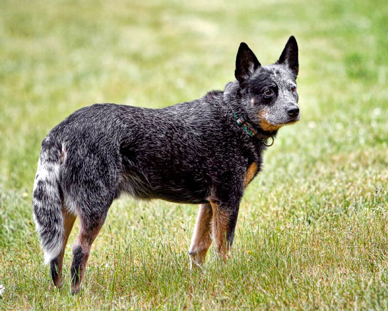 A gray-flecked Australian Cattle Dog with tan legs and upright ears stands on a grassy field